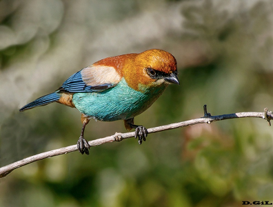 ACHARÁ (Stilpnia preciosa) - Parque Santa Teresa - ROCHA (Febrero 2015)